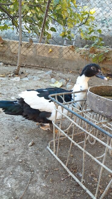 Dişi, Damazlıq, Ünvandan götürmə lalafo.az -da Dişi, Damazlıq, Ünvandan götürmə