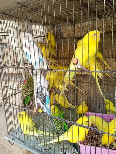 Papuqaylar 14 manattan hazir cutterdi hamsi lalafo.az -da Papuqaylar 14 manattan hazir cutterdi hamsi