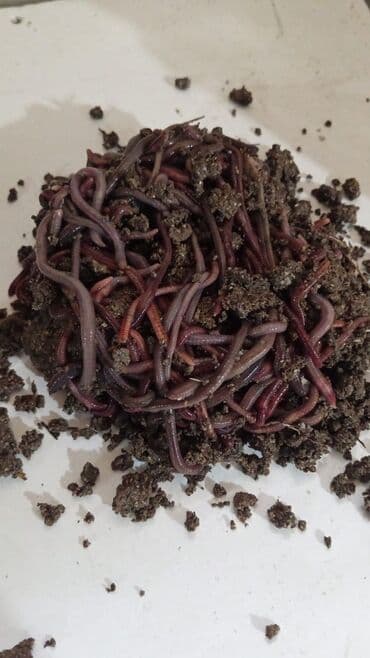 TORPAQ QURDU VAR SATIŞDA 100 EDED 10 AZN.UNVAN: BİLGƏH, KURDEXANI lalafo.az -da TORPAQ QURDU VAR SATIŞDA 100 EDED 10 AZN.UNVAN: BİLGƏH, KURDEXANI