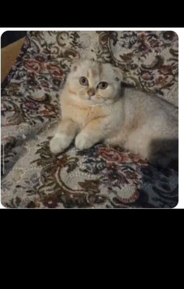 Şotland yastı qulaq lalafo.az -da Şotland yastı qulaq