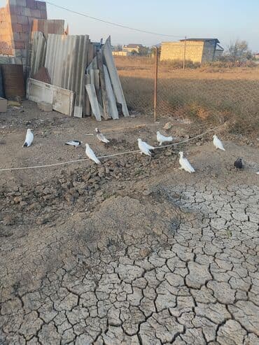 Salam göyərçinlər tegidme göyərçinləri satılır hamsi iş usde 4 lalafo.az -da — 2 Salam göyərçinlər tegidme göyərçinləri satılır hamsi iş usde 4 — 2