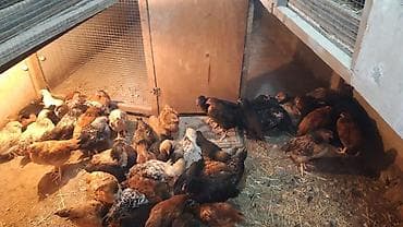 Toyuq, Yumurtalıq lalafo.az -da Toyuq, Yumurtalıq