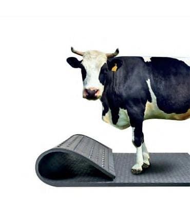 Heyvan yatak Heyvan rezin ayaqaltı İnək yatak İri buynuzlu Heyvanlar lalafo.az -da Heyvan yatak Heyvan rezin ayaqaltı İnək yatak İri buynuzlu Heyvanlar