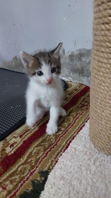 Britan, Erkək, Yaxşı əllərə, Ödənişli çatdırılma lalafo.az -da Britan, Erkək, Yaxşı əllərə, Ödənişli çatdırılma