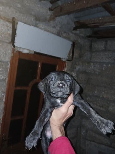 Kane-Korso, 2 ay, Erkek lalafo.az -da Kane-Korso, 2 ay, Erkek