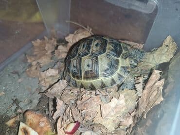 Salam orta boy keçən ilin balası satılır 15 manat son yeridir.Odənisli lalafo.az -da Salam orta boy keçən ilin balası satılır 15 manat son yeridir.Odənisli