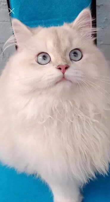 Şinşilla, Erkək, Cütləşmə üçün, Ünvandan götürmə lalafo.az -da Şinşilla, Erkək, Cütləşmə üçün, Ünvandan götürmə