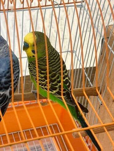 Лекарства для животных: Dalğalı iki cüt tutuquşular tam dəst qəfəs və yuvalıq ile bir yerde at lalafo.az — 9 Лекарства для животных: Dalğalı iki cüt tutuquşular tam dəst qəfəs və yuvalıq ile bir yerde — 9