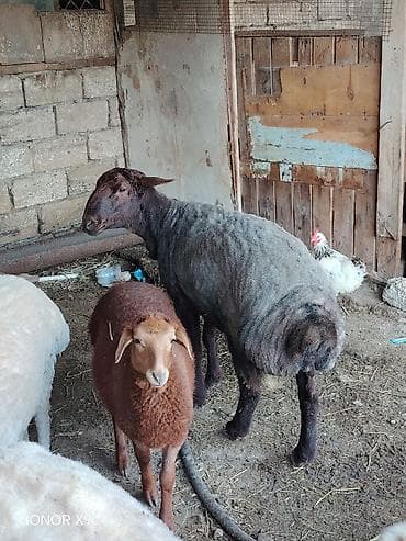 Erkək, il: 1, Ətlik lalafo.az -da Erkək, il: 1, Ətlik