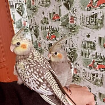 Salam 6 aylıqdılar tam sağlamdılar qaranti verirəm sağlamlığına 1 lalafo.az -da Salam 6 aylıqdılar tam sağlamdılar qaranti verirəm sağlamlığına 1