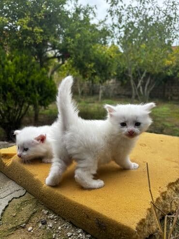 Yaxşı əllərə lalafo.az -da Yaxşı əllərə