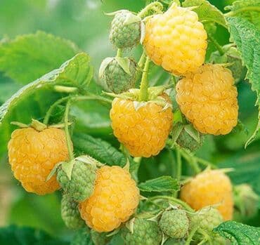 Sarı və qırmızı və qara moruq (çəpər) tingləri5-3-10 Məhsul: - Açıq lalafo.az -da Sarı və qırmızı və qara moruq (çəpər) tingləri5-3-10 Məhsul: - Açıq