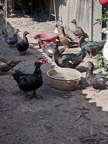Satış üçün yerli təsərrüfat quşları. Danışıq yolu ile. Əlaqə nömrəsi lalafo.az -da Satış üçün yerli təsərrüfat quşları. Danışıq yolu ile. Əlaqə nömrəsi