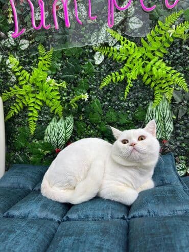 Britan, Erkək lalafo.az -da Britan, Erkək