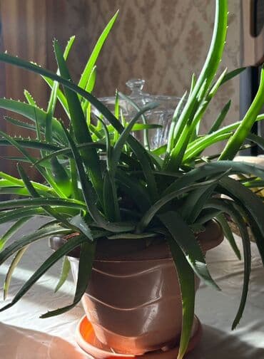 Aloe Vera dibçəkdə. Şaxəlidir, çoxköklüdür, yarpaqları sağlamdır lalafo.az -da Aloe Vera dibçəkdə. Şaxəlidir, çoxköklüdür, yarpaqları sağlamdır