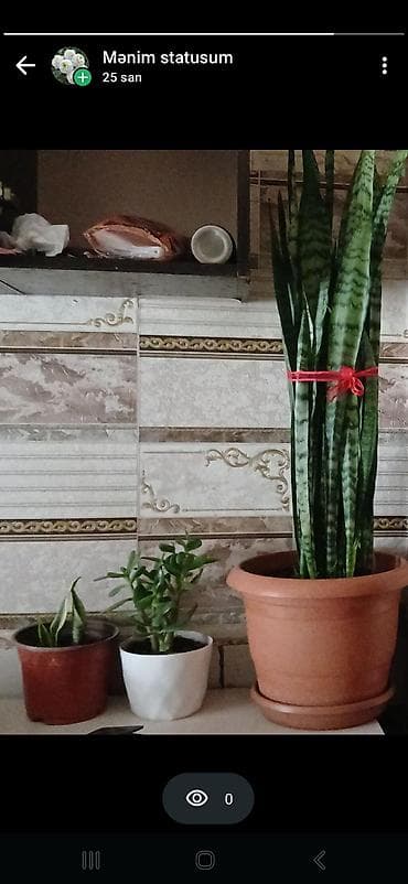Otaq bitkiləri dəsti - Sansevieriya (Qaynanadilə) – hündür, sıx lalafo.az -da Otaq bitkiləri dəsti - Sansevieriya (Qaynanadilə) – hündür, sıx