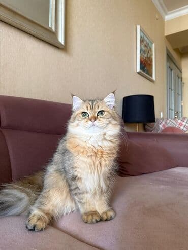 Britan, Erkək lalafo.az -da Britan, Erkək