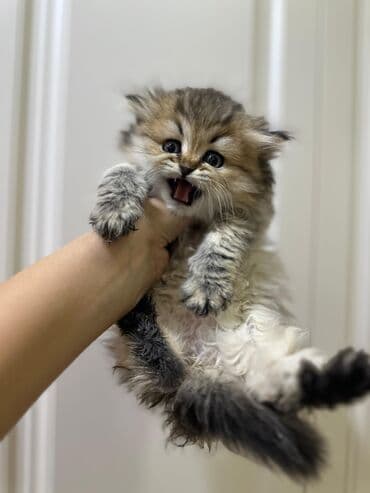 Dişi britan pişik balası lalafo.az -da Dişi britan pişik balası