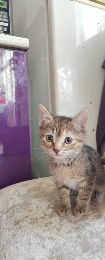 Tabbi, Dişi, Yaxşı əllərə, Ünvandan götürmə lalafo.az -da Tabbi, Dişi, Yaxşı əllərə, Ünvandan götürmə