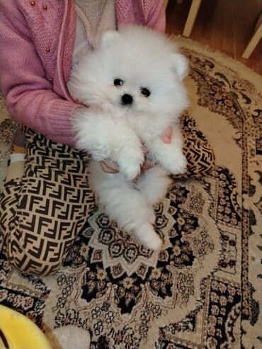 Şpitz lalafo.az -da Şpitz