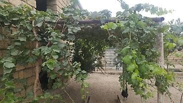 Kohne Coratda sot yarım torpaq merkeze cox yaxındır etraflı maraqlanan at lalafo.az Kohne Coratda sot yarım torpaq merkeze cox yaxındır etraflı maraqlanan