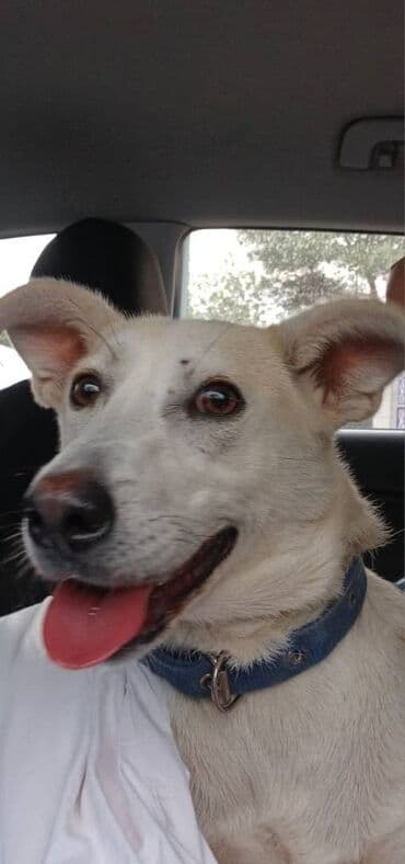 1 il, Erkek, Peyvəndli lalafo.az -da 1 il, Erkek, Peyvəndli