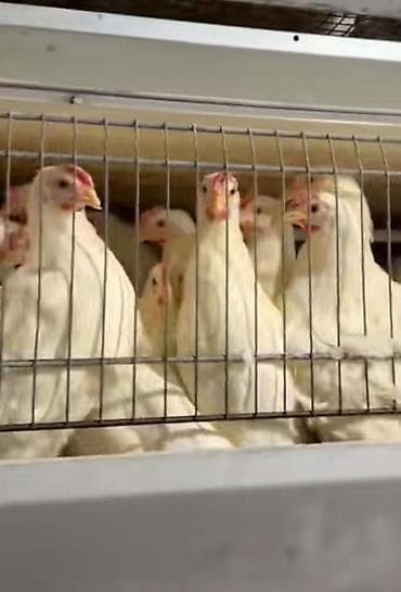 Yumurtaliĝ toyuĝlar kim isdese zahaz vere biler rayonlara catdirma lalafo.az -da Yumurtaliĝ toyuĝlar kim isdese zahaz vere biler rayonlara catdirma