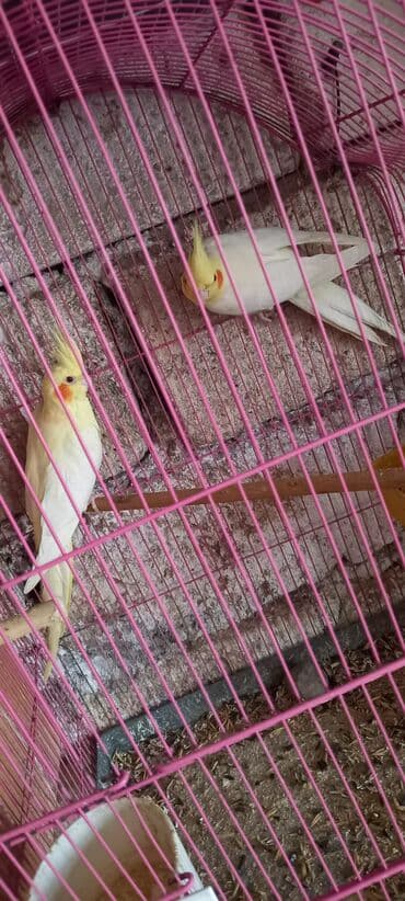 2 cut hazir quslar birde tek erkek satiilir cutu 80 azn cox goturen lalafo.az -da 2 cut hazir quslar birde tek erkek satiilir cutu 80 azn cox goturen