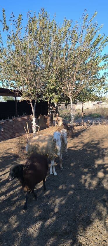 Salam 6 baş erkek quzudur, diri cekileri 42 kilodan 53 kiloya kimidir lalafo.az -da — 3 Salam 6 baş erkek quzudur, diri cekileri 42 kilodan 53 kiloya kimidir — 3