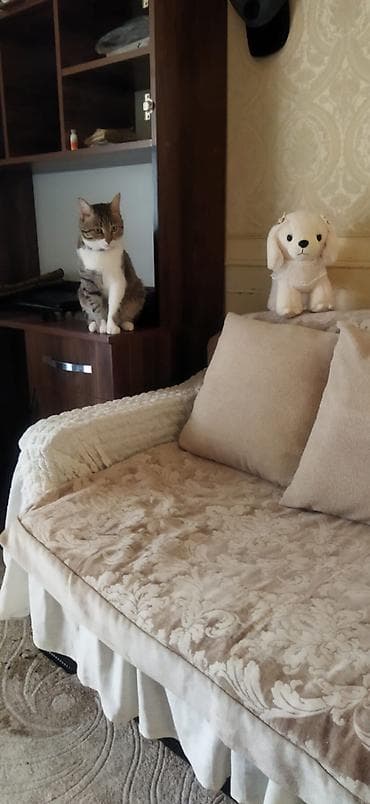 Самец, В добрые руки, Самовывоз at lalafo.az Самец, В добрые руки, Самовывоз