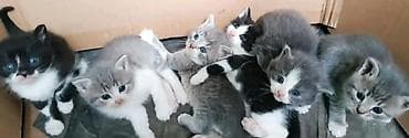 Şinşilla, Yaxşı əllərə lalafo.az -da Şinşilla, Yaxşı əllərə