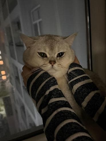 Şinşilla, Erkək, Cütləşmə üçün lalafo.az -da Şinşilla, Erkək, Cütləşmə üçün