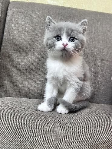 Şotland, Dişi, Yaxşı əllərə, Ünvandan götürmə lalafo.az -da Şotland, Dişi, Yaxşı əllərə, Ünvandan götürmə