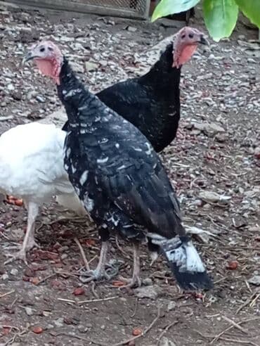 Hinduska fərə satilir.1 yaş yarimliqdi lalafo.az -da Hinduska fərə satilir.1 yaş yarimliqdi