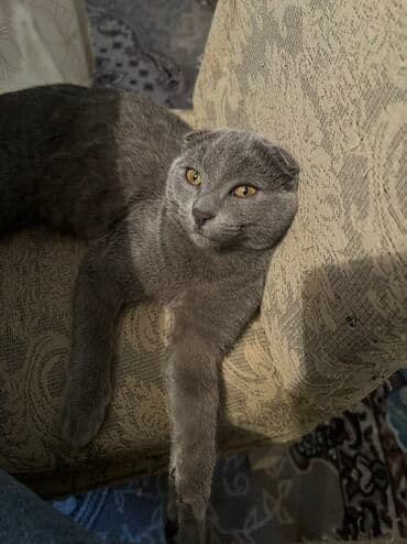 Britan, Erkək, Yaxşı əllərə lalafo.az -da Britan, Erkək, Yaxşı əllərə