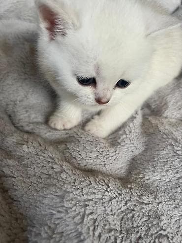 Ağ rəngli balaca pişik balaları - Cinsə bənzər görünüş: qısa tüklü lalafo.az -da Ağ rəngli balaca pişik balaları - Cinsə bənzər görünüş: qısa tüklü