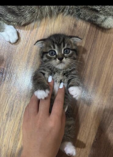 Britan yastı qulaq, Erkək, Yaxşı əllərə, Ödənişli çatdırılma lalafo.az -da Britan yastı qulaq, Erkək, Yaxşı əllərə, Ödənişli çatdırılma