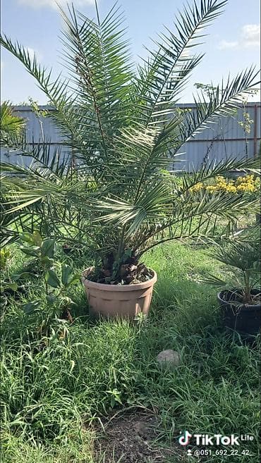 Xurma xurması (Phoenix dactylifera) – dekorativ xurma palmaları - lalafo.az -da Xurma xurması (Phoenix dactylifera) – dekorativ xurma palmaları -