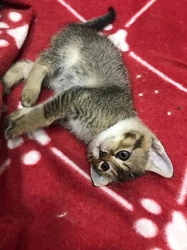 Tabbi, Yaxşı əllərə lalafo.az -da Tabbi, Yaxşı əllərə