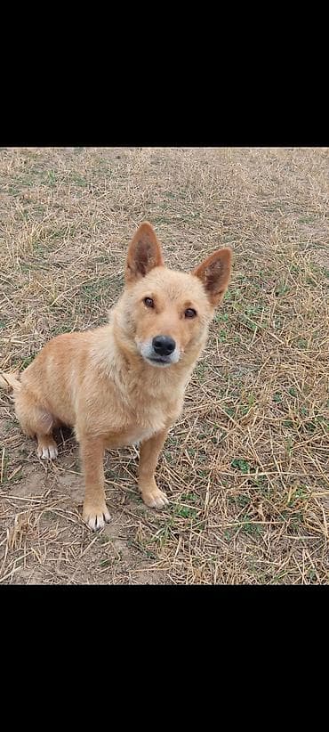 Salam. satılır zvanok həyət iti dişi itdir saqlam sakit heyvandı lalafo.az -da Salam. satılır zvanok həyət iti dişi itdir saqlam sakit heyvandı