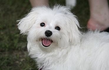 Malta bolonka, Peyvəndli lalafo.az -da Malta bolonka, Peyvəndli