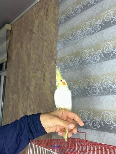 Сёдла: Korella quşu. 4 aylıqdır, ələ tam örgəşib, 2 söz bilir, Babacık və at lalafo.az — 4 Сёдла: Korella quşu. 4 aylıqdır, ələ tam örgəşib, 2 söz bilir, Babacık və — 4