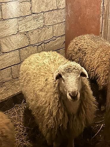 Erkəydi Qurbanlığa yarıyır damazlığda saxlamaq olar qiymət 400 lalafo.az -da Erkəydi Qurbanlığa yarıyır damazlığda saxlamaq olar qiymət 400