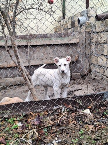 Qafqaz çoban iti, 3 ay, Erkek, Peyvəndli, Pulsuz çatdırılma lalafo.az -da Qafqaz çoban iti, 3 ay, Erkek, Peyvəndli, Pulsuz çatdırılma
