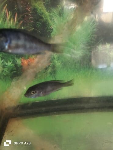 Delfin balığı, Yırtıcı, Ünvandan götürmə lalafo.az -da Delfin balığı, Yırtıcı, Ünvandan götürmə