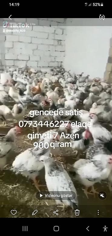 Toyuq cücələri, Ətlik lalafo.az -da Toyuq cücələri, Ətlik