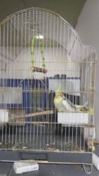 Karela Papuqayi
Erkekdi Daniwandi lalafo.az -da Karela Papuqayi
Erkekdi Daniwandi