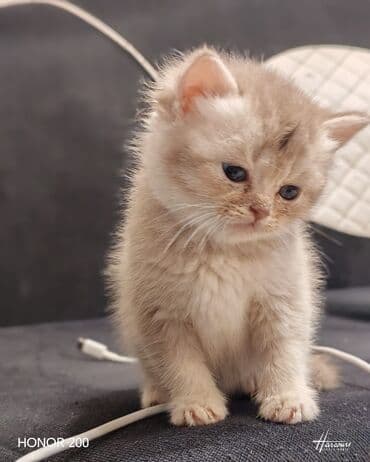 Britan lalafo.az -da Britan