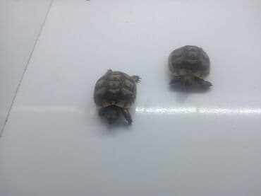 Mini su-quruda yaşayan tısbağalar – ev heyvanı kimi saxlanılmağa lalafo.az -da Mini su-quruda yaşayan tısbağalar – ev heyvanı kimi saxlanılmağa