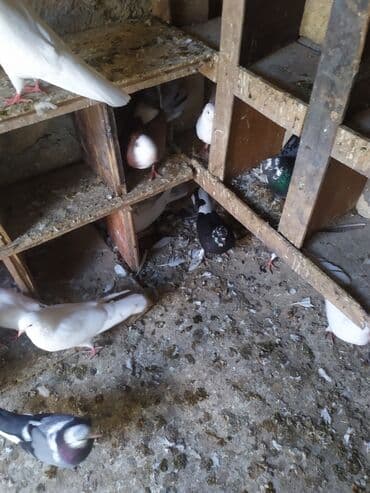 Salam 26 quw 2 bala opsi 28 quwdu ancaq ucuşa saxlamışam en azi 5 saat lalafo.az -da Salam 26 quw 2 bala opsi 28 quwdu ancaq ucuşa saxlamışam en azi 5 saat